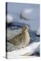 Mouring Dove-Gary Carter-Stretched Canvas
