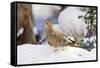 Mouring Dove-Gary Carter-Framed Stretched Canvas