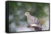 Mouring Dove-Gary Carter-Framed Stretched Canvas