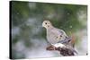 Mouring Dove-Gary Carter-Stretched Canvas