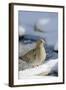 Mouring Dove-Gary Carter-Framed Photographic Print