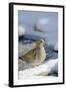 Mouring Dove-Gary Carter-Framed Photographic Print