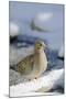 Mouring Dove-Gary Carter-Mounted Photographic Print