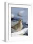 Mouring Dove-Gary Carter-Framed Photographic Print