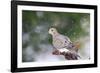 Mouring Dove-Gary Carter-Framed Photographic Print