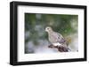 Mouring Dove-Gary Carter-Framed Photographic Print