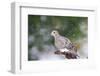 Mouring Dove-Gary Carter-Framed Photographic Print