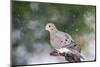 Mouring Dove-Gary Carter-Mounted Photographic Print