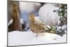 Mouring Dove-Gary Carter-Mounted Photographic Print