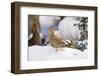 Mouring Dove-Gary Carter-Framed Photographic Print