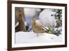 Mouring Dove-Gary Carter-Framed Photographic Print