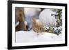 Mouring Dove-Gary Carter-Framed Photographic Print