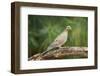 Mouring Dove-Gary Carter-Framed Photographic Print