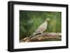 Mouring Dove-Gary Carter-Framed Photographic Print