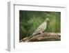 Mouring Dove-Gary Carter-Framed Photographic Print