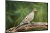 Mouring Dove-Gary Carter-Mounted Photographic Print