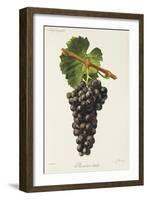 Mourisco Tinto Grape-J. Troncy-Framed Giclee Print
