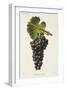 Mourisco Tinto Grape-J. Troncy-Framed Giclee Print
