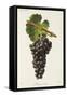 Mourisco Tinto Grape-J. Troncy-Framed Stretched Canvas