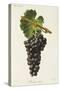 Mourisco Tinto Grape-J. Troncy-Stretched Canvas