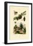 Mourning Bee, 1833-39-null-Framed Giclee Print