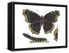 Mourning Cloak Butterfly, Caterpillar, and Pupae (Nymphalis Antiopa), Insects-Encyclopaedia Britannica-Framed Stretched Canvas