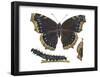 Mourning Cloak Butterfly, Caterpillar, and Pupae (Nymphalis Antiopa), Insects-Encyclopaedia Britannica-Framed Poster