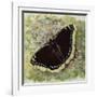 Mourning Cloak (Nymphalis Antiopa), Nymphalidae-null-Framed Giclee Print