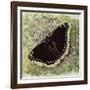 Mourning Cloak (Nymphalis Antiopa), Nymphalidae-null-Framed Giclee Print