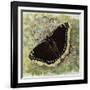 Mourning Cloak (Nymphalis Antiopa), Nymphalidae-null-Framed Giclee Print