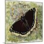 Mourning Cloak (Nymphalis Antiopa), Nymphalidae-null-Mounted Giclee Print