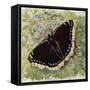 Mourning Cloak (Nymphalis Antiopa), Nymphalidae-null-Framed Stretched Canvas