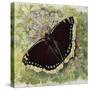 Mourning Cloak (Nymphalis Antiopa), Nymphalidae-null-Stretched Canvas