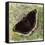 Mourning Cloak (Nymphalis Antiopa), Nymphalidae-null-Framed Stretched Canvas