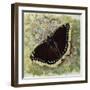 Mourning Cloak (Nymphalis Antiopa), Nymphalidae-null-Framed Giclee Print