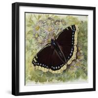 Mourning Cloak (Nymphalis Antiopa), Nymphalidae-null-Framed Giclee Print