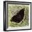 Mourning Cloak (Nymphalis Antiopa), Nymphalidae-null-Framed Giclee Print