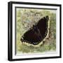 Mourning Cloak (Nymphalis Antiopa), Nymphalidae-null-Framed Giclee Print