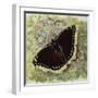 Mourning Cloak (Nymphalis Antiopa), Nymphalidae-null-Framed Giclee Print