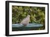 Mourning Dove at the Backyard Bird Bath-Michael Qualls-Framed Photographic Print