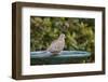 Mourning Dove at the Backyard Bird Bath-Michael Qualls-Framed Photographic Print