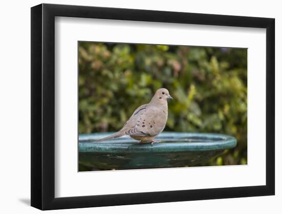 Mourning Dove at the Backyard Bird Bath-Michael Qualls-Framed Photographic Print