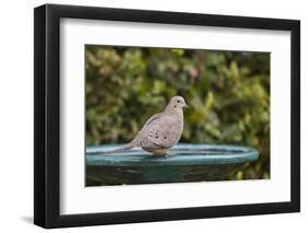 Mourning Dove at the Backyard Bird Bath-Michael Qualls-Framed Photographic Print