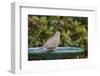 Mourning Dove at the Backyard Bird Bath-Michael Qualls-Framed Photographic Print