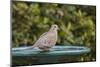 Mourning Dove at the Backyard Bird Bath-Michael Qualls-Mounted Photographic Print