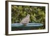 Mourning Dove at the Backyard Bird Bath-Michael Qualls-Framed Photographic Print