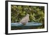 Mourning Dove at the Backyard Bird Bath-Michael Qualls-Framed Photographic Print