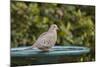 Mourning Dove at the Backyard Bird Bath-Michael Qualls-Mounted Photographic Print