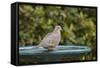 Mourning Dove at the Backyard Bird Bath-Michael Qualls-Framed Stretched Canvas