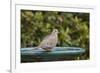 Mourning Dove at the Backyard Bird Bath-Michael Qualls-Framed Photographic Print